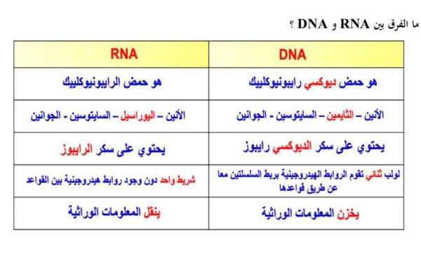 ما هو الفرق بين RNA و DNA