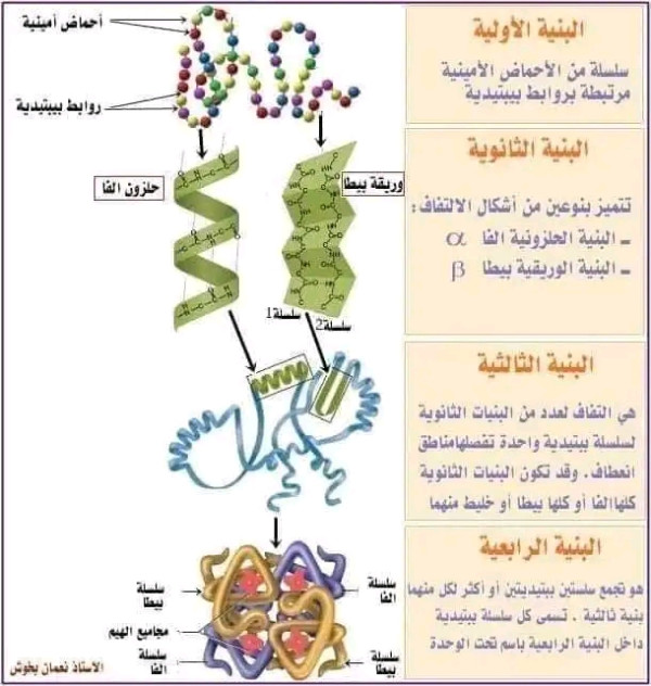 3as     نص علمي شامل حول تطور مستويات البنية الفراغية للبروتين و العلاقة بين البنية و والوظيفة للاثراء المعرفي و اللغوي