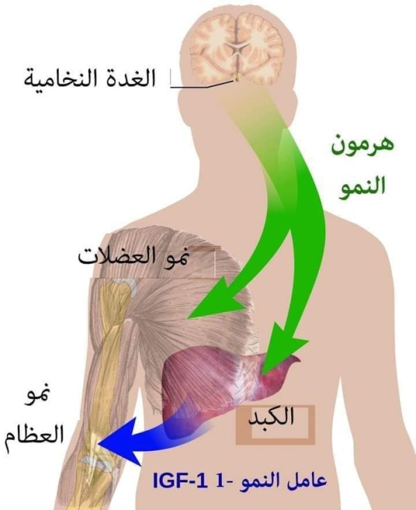 هرمون النمو ويكيبيديا بحث عن هرمون النمو فوائد وأضرار هرمون النمو هرمون النمو GH فوائد هرمون النمو للرجال اسم هرمون النمو تحليل هرمون النمو هرمون النمو للأطفال هرمون النمو في الصيدليات