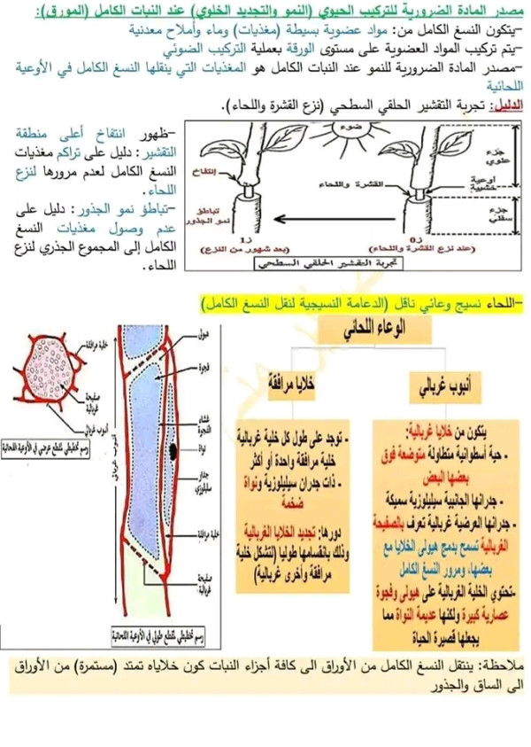 ملخص مصدر المادة الضرورية للتركيب الحيوي عند النمو والتجديد الخلوي عند النبات الكامل المورق